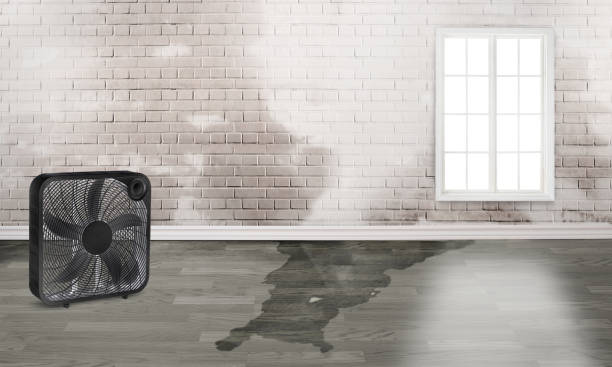 Best Flood restoration services  in Wapakoneta, OH